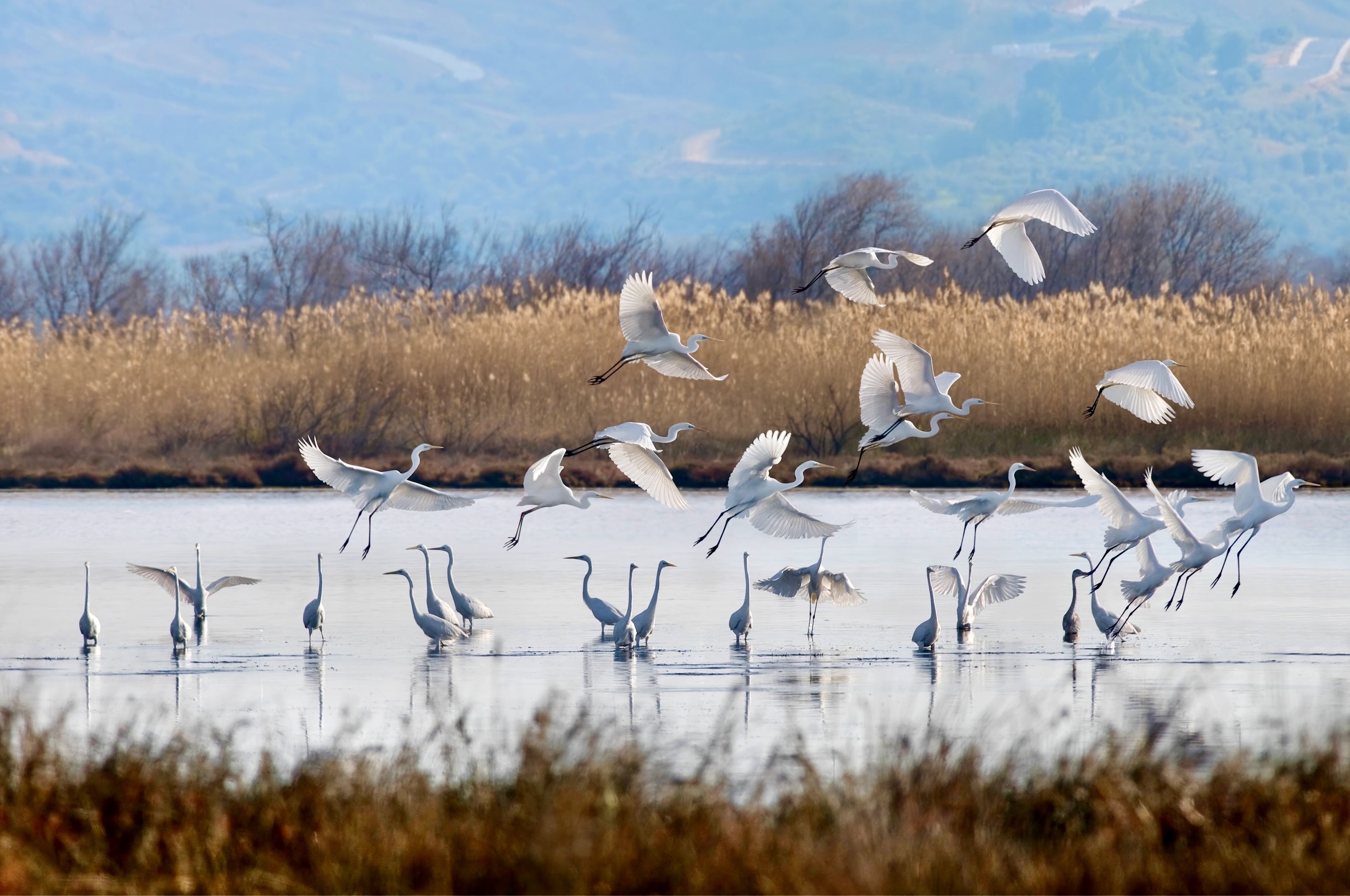 Costa Navarino Villa 1 in Olive Grove